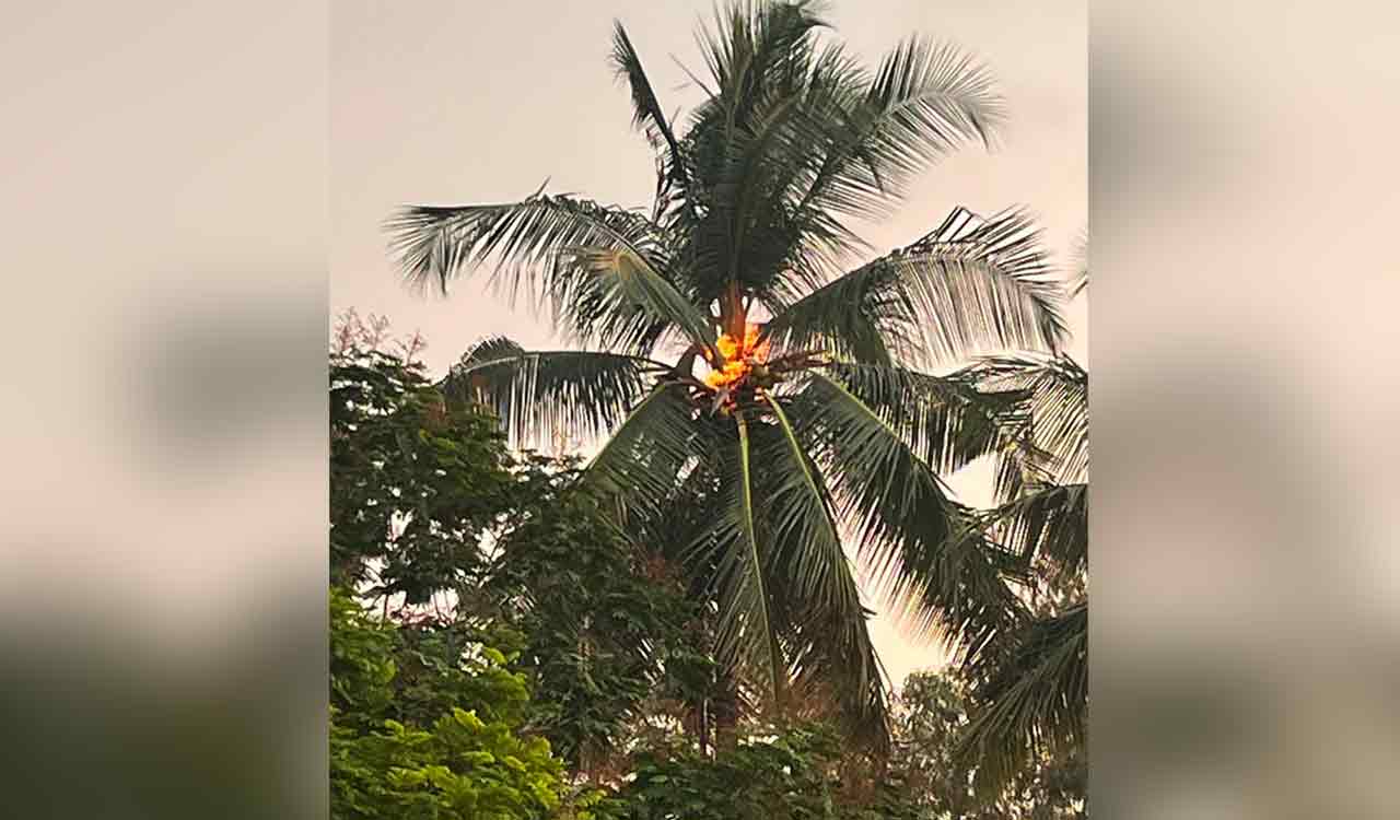 Hyderabad: Lightning strike burns coconut tree in Rajendranagar