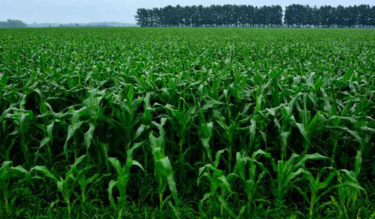 Telangana govt to procure maize, announces MSP of Rs 1,962 per quintal