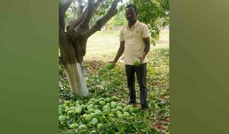 A farmer in Siddipet showing damaged mango crop.