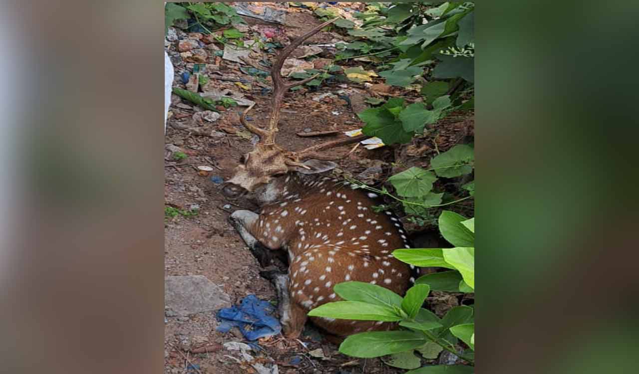 Mancherial: Spotted deer that strayed into Mandamarri rescued