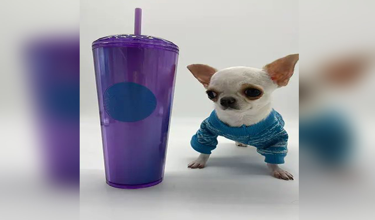 World’s shortest dog, tinier than a popsicle stick, sets Guinness World Record 