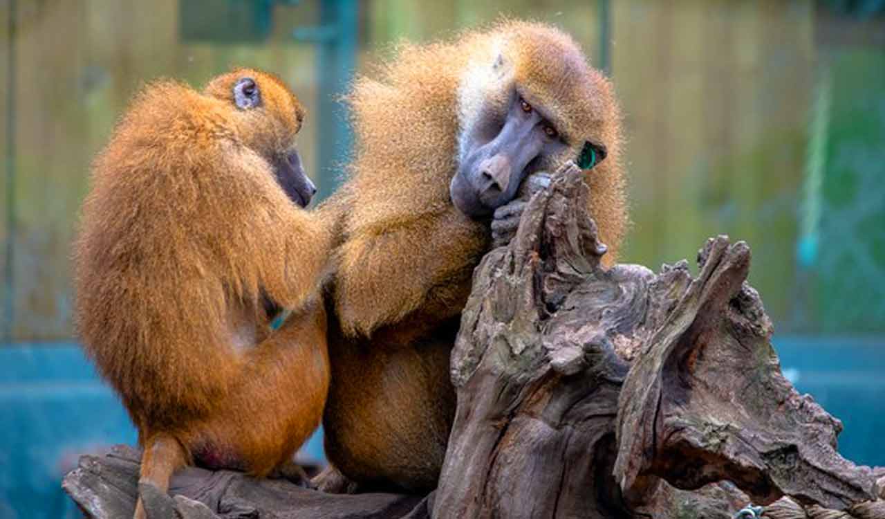 Adult friendships can overcome childhood trauma, even in baboons: Study
