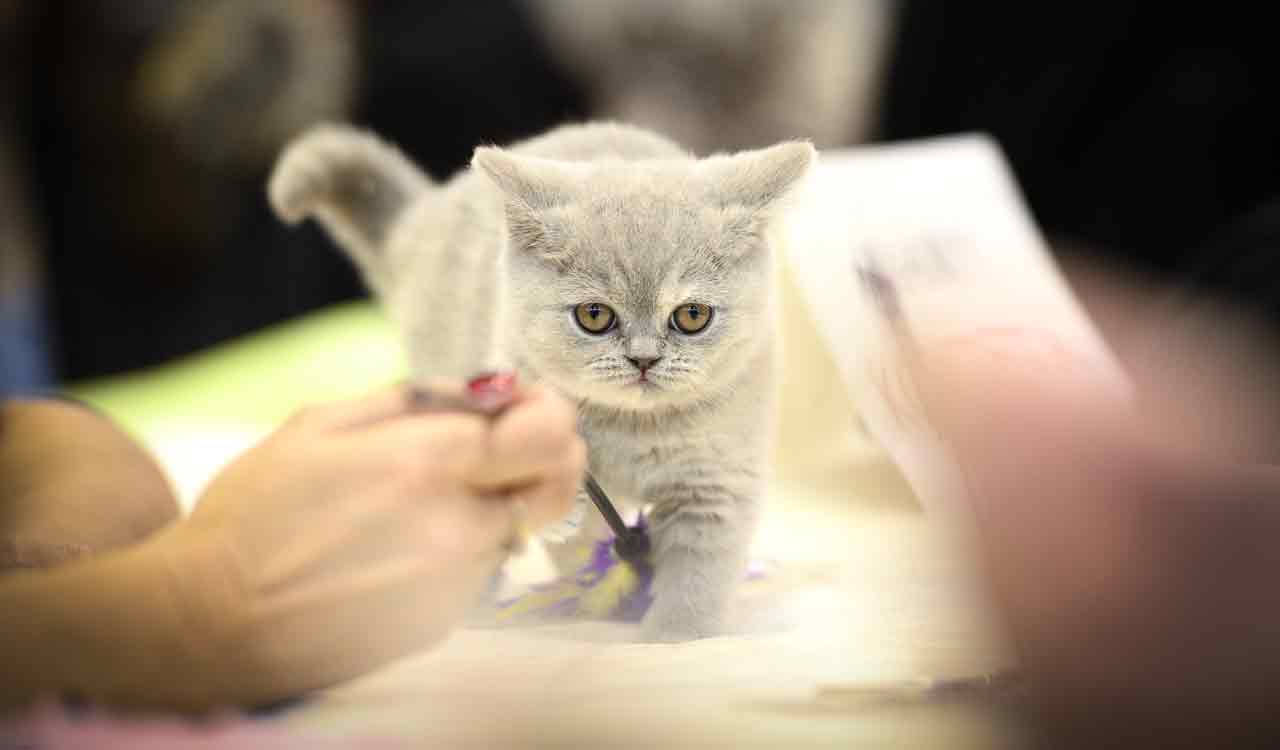 Cats can play role in transmission of Covid-19: Study