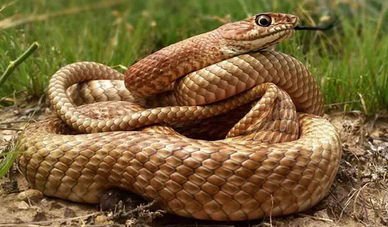 Customs officials today seized exotic snakes at Shamshabad Airport-Telangana