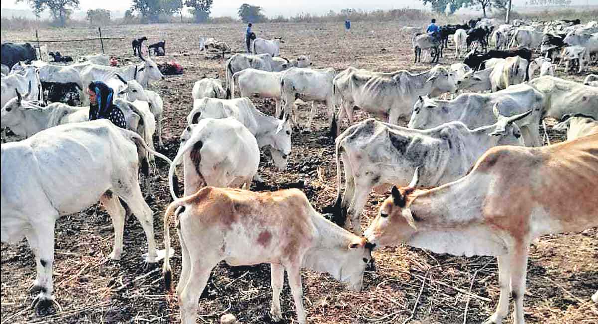 Cow urine can be a boon for humans: IVRI