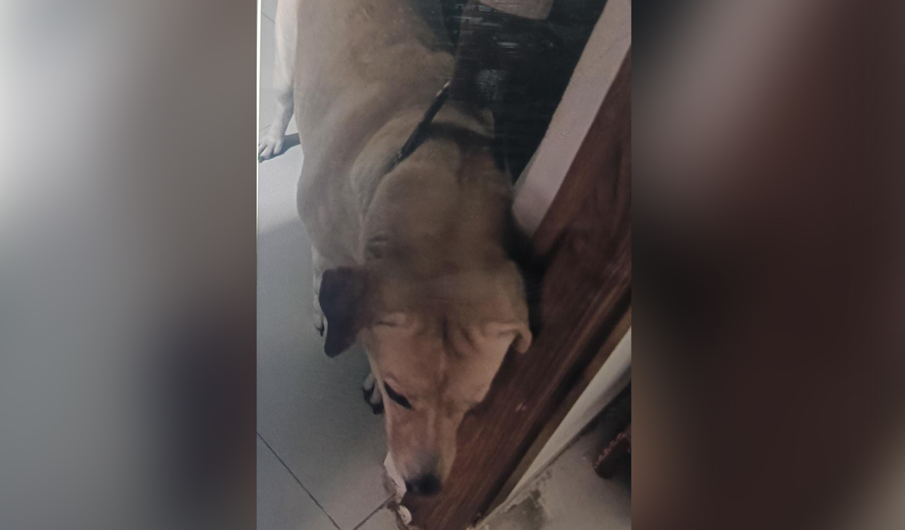 Hyderabad: Dog attacks another delivery man in Manikonda