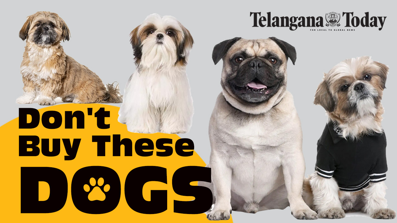 Watch: This Before You Buy Pugs | Shih Tzus, Bulldogs, Pekingese, Boston Terriers, Boxers