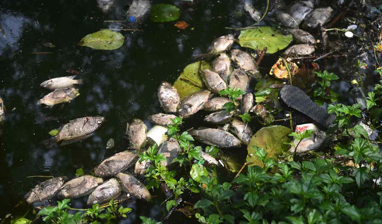 Hyderabad: Hundreds of fish die in Lotus Pond