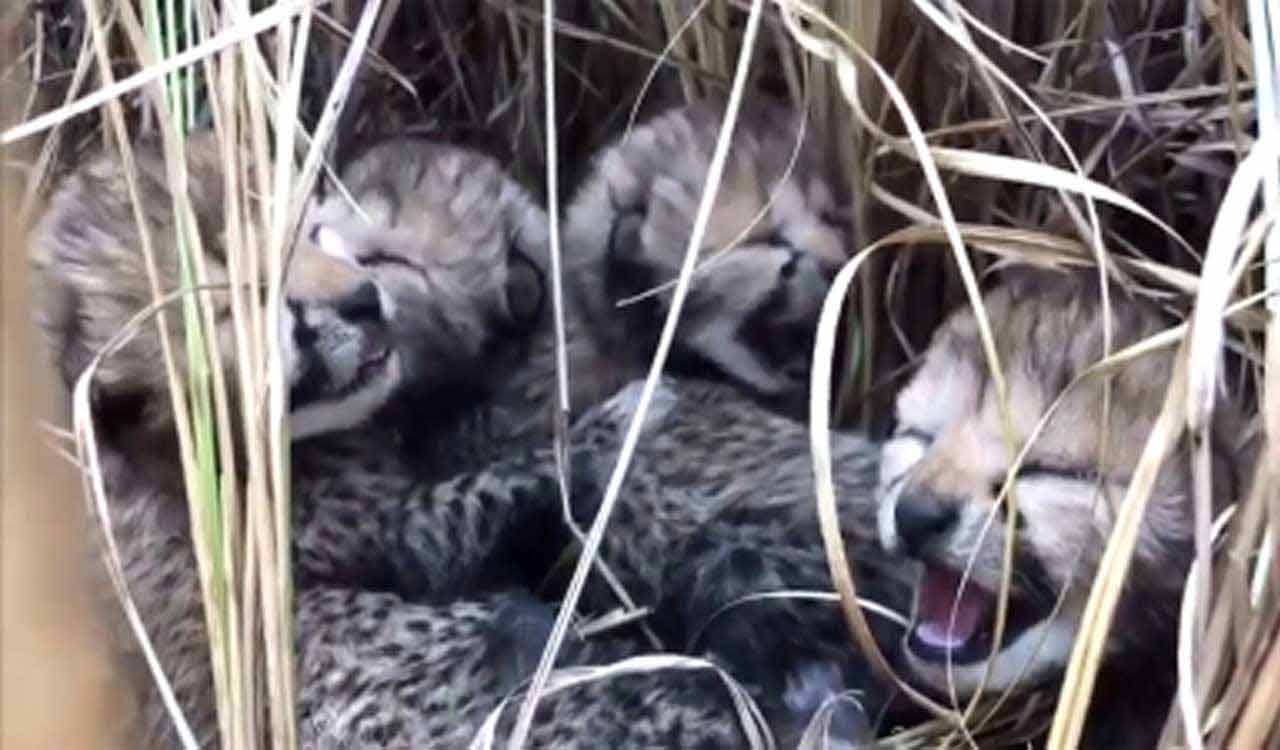 Two more cheetah cubs die at Kuno Park in Madhya Pradesh