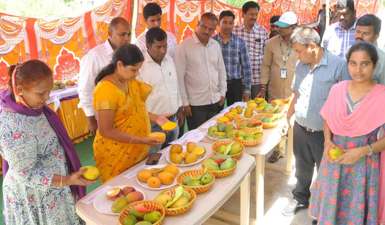 Taste 77 varieties of mangoes at this expo in Sangareddy