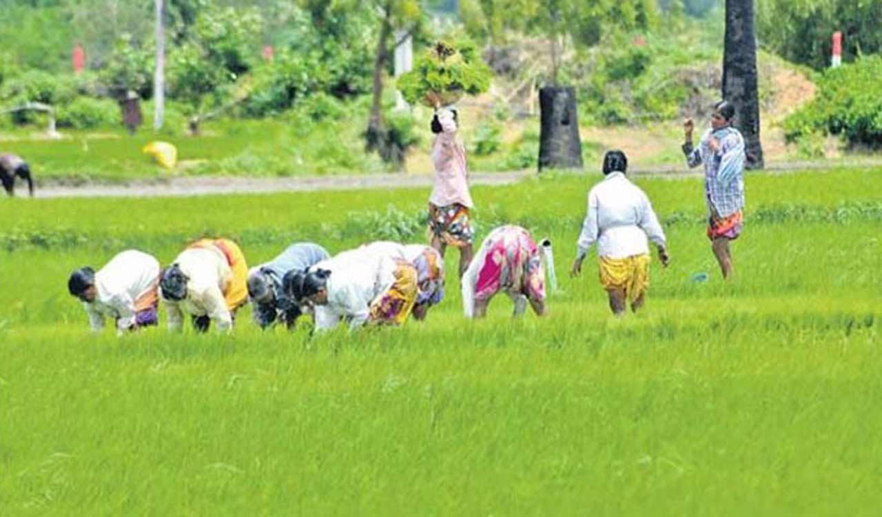 Heavy rains leave paddy farmers in Karimnagar in lurch as demand for track harvesters surges