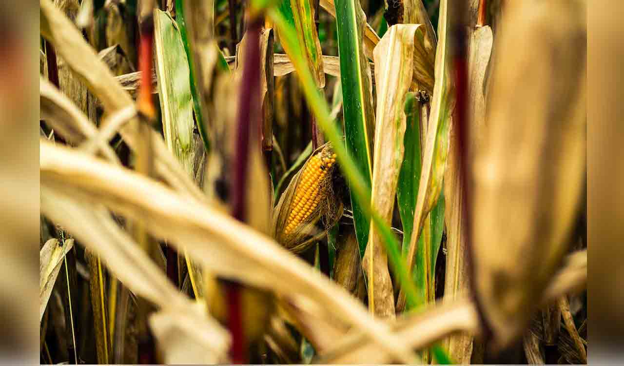 Andhra Pradesh: Unseasonal rains damage red chilli and corn in Palnadu