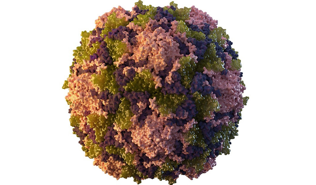 Wild poliovirus detected in sewage samples of Pakistan