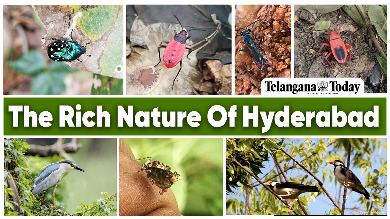 Hyderabad: Home For A Variety Of Species | City Nature Challenge 2023 | Telangana Today