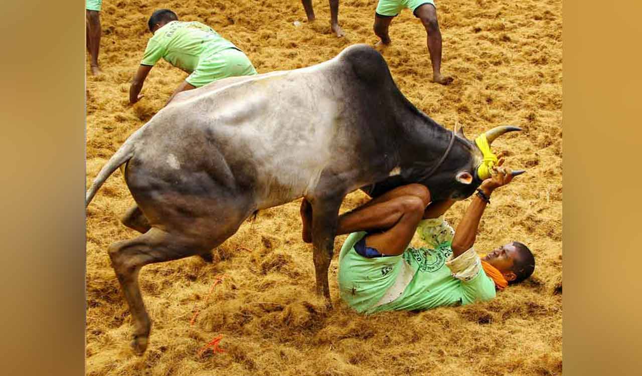SC upholds validity of Tamil Nadu law allowing bull-taming sport ‘Jallikattu’
