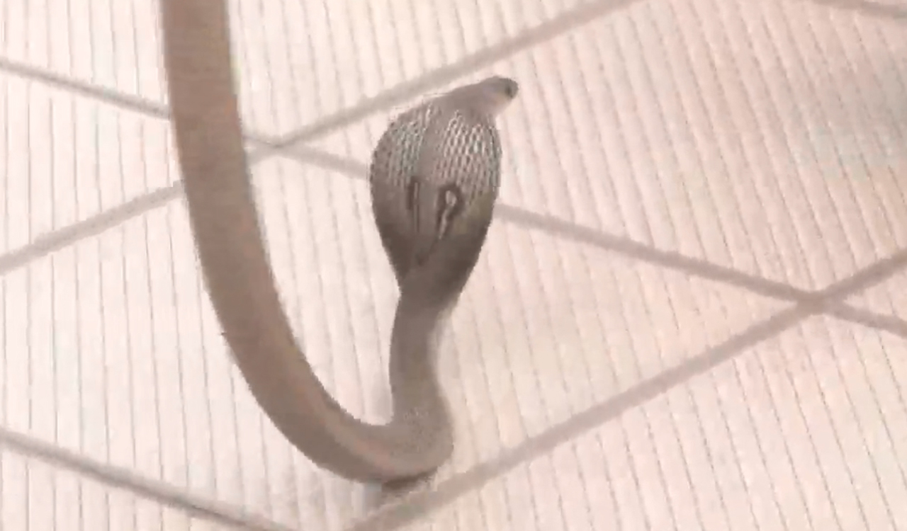 Watch: Snake at BJP camp as CM Bommai arrives