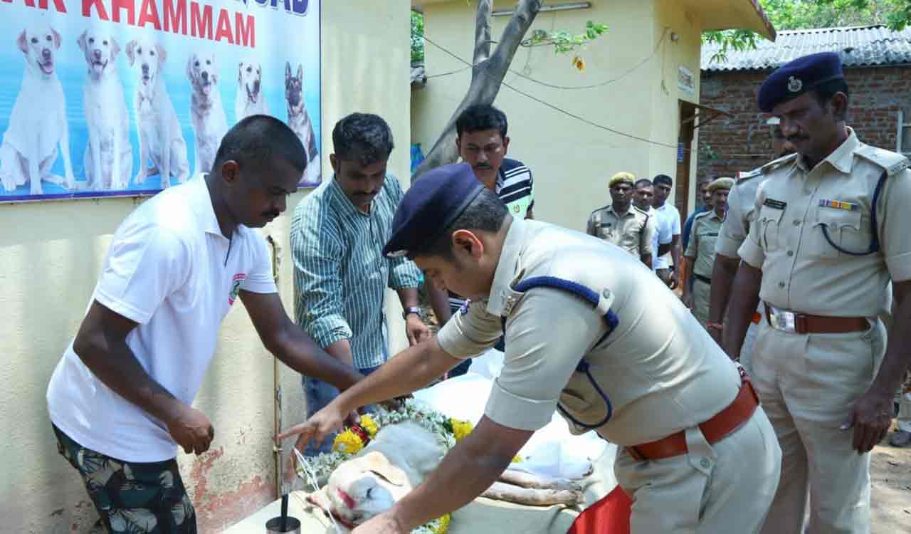 Khammam: Police sniffer dog Poonam laid to rest with honours, fondly remembered for life-saving contributions