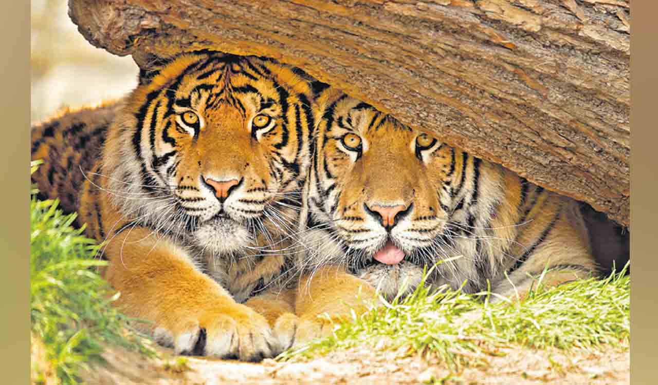 TSRTC plans to educate citizens on ‘Tiger Conservation’