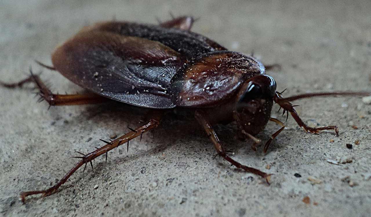 Cockroach found in chicken biryani: Hyderabad restaurant fined Rs 20,000