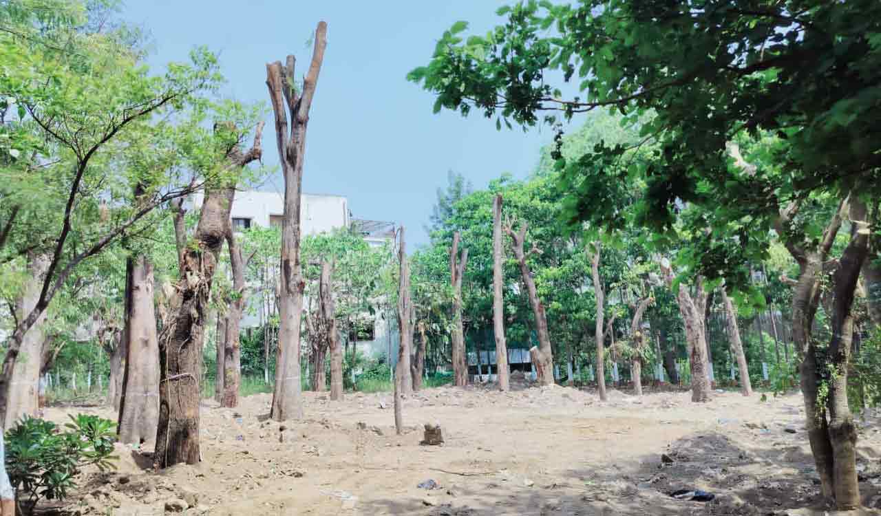 34 fully grown trees translocated from NIMS