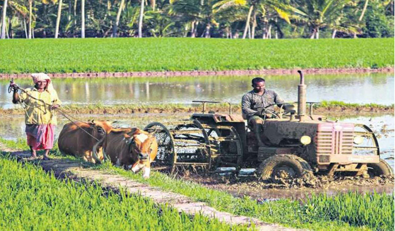 Nizamabad Agriculture Dept gears up for Vanakalam season