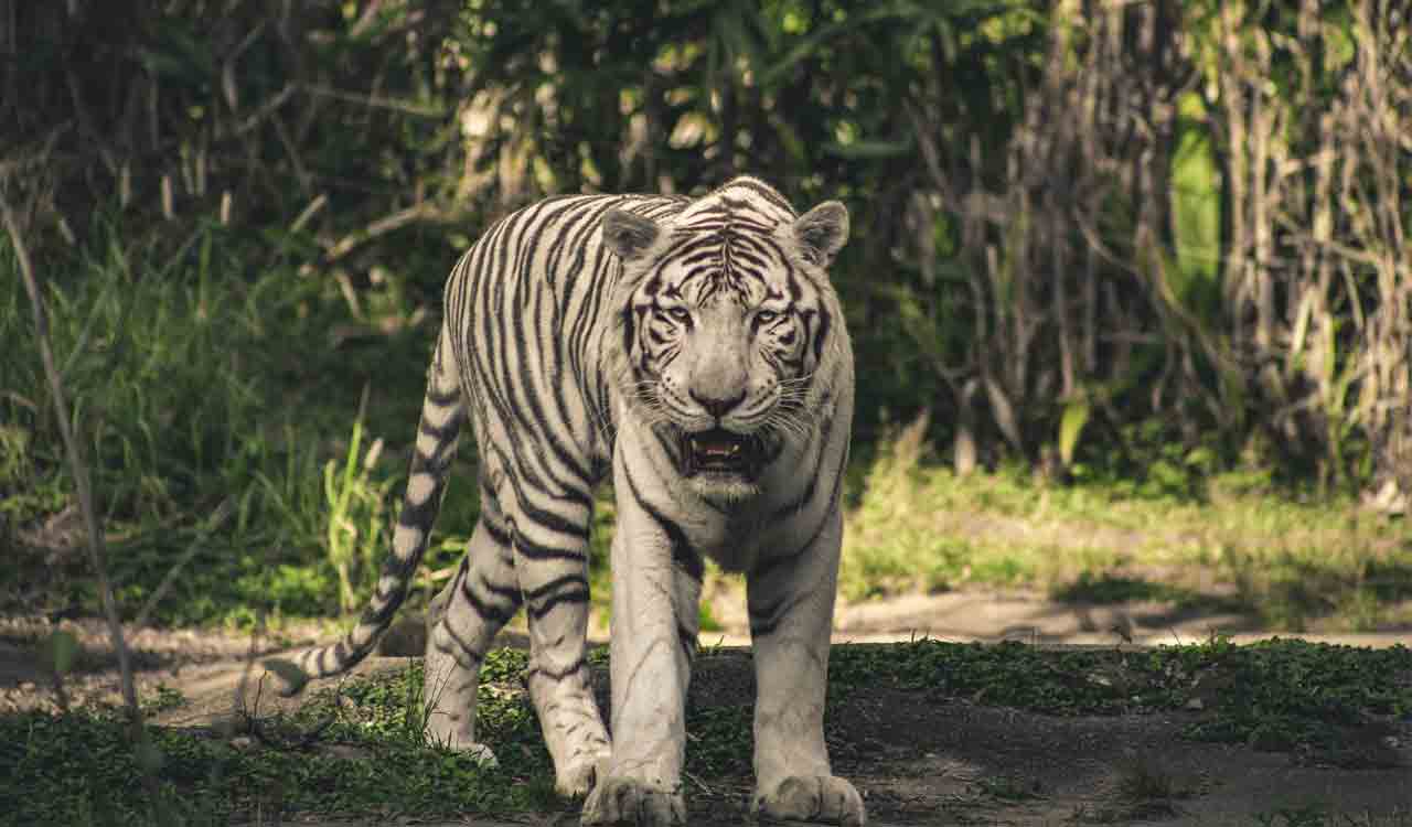 White Tiger at Visakhapatnam Zoo dies at 19-Telangana Today