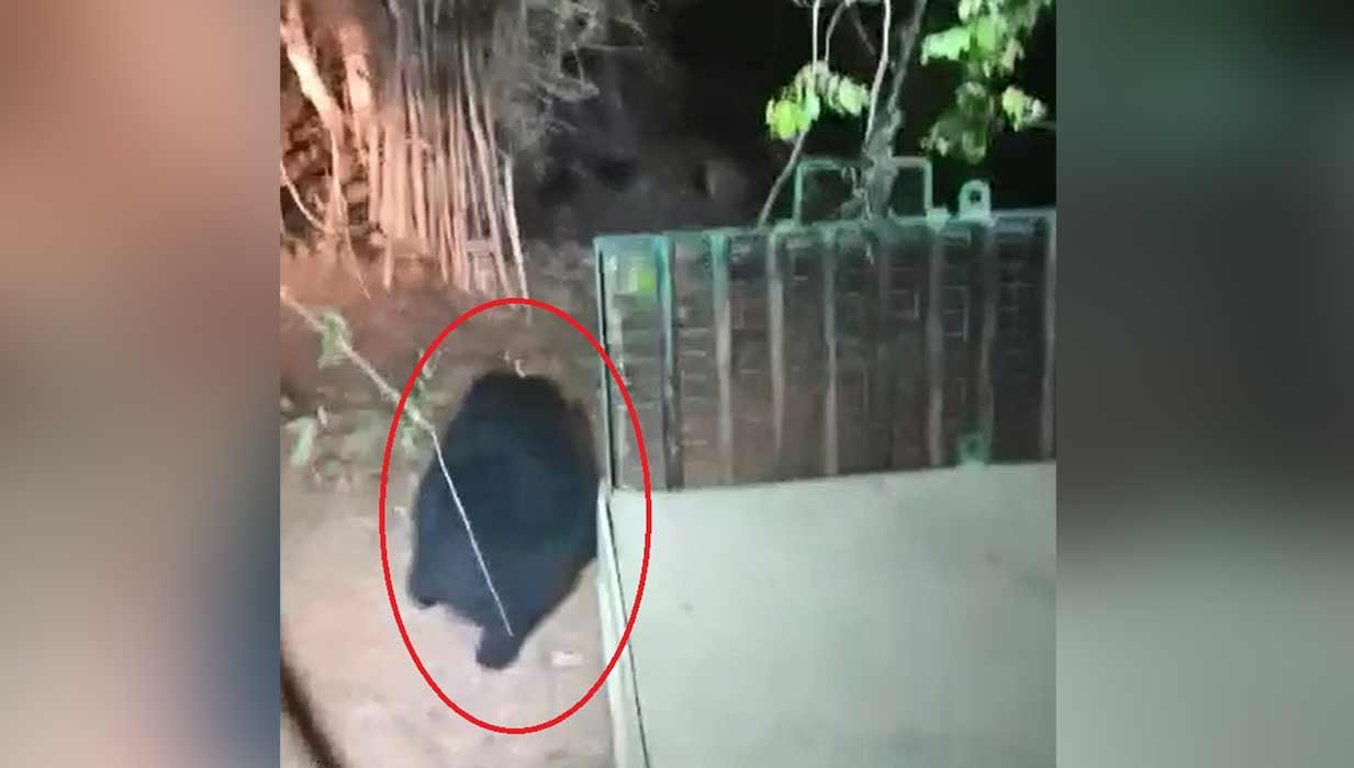 Telangana: Rescued sloth bear released into Amrabad Tiger Reserve