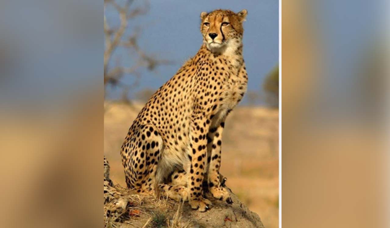 Few cheetahs from KNP to be moved to Gandhi Sagar Wildlife Sanctuary by November