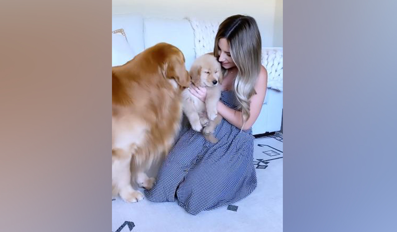 Golden Retriever that earns Rs 8 crore per year