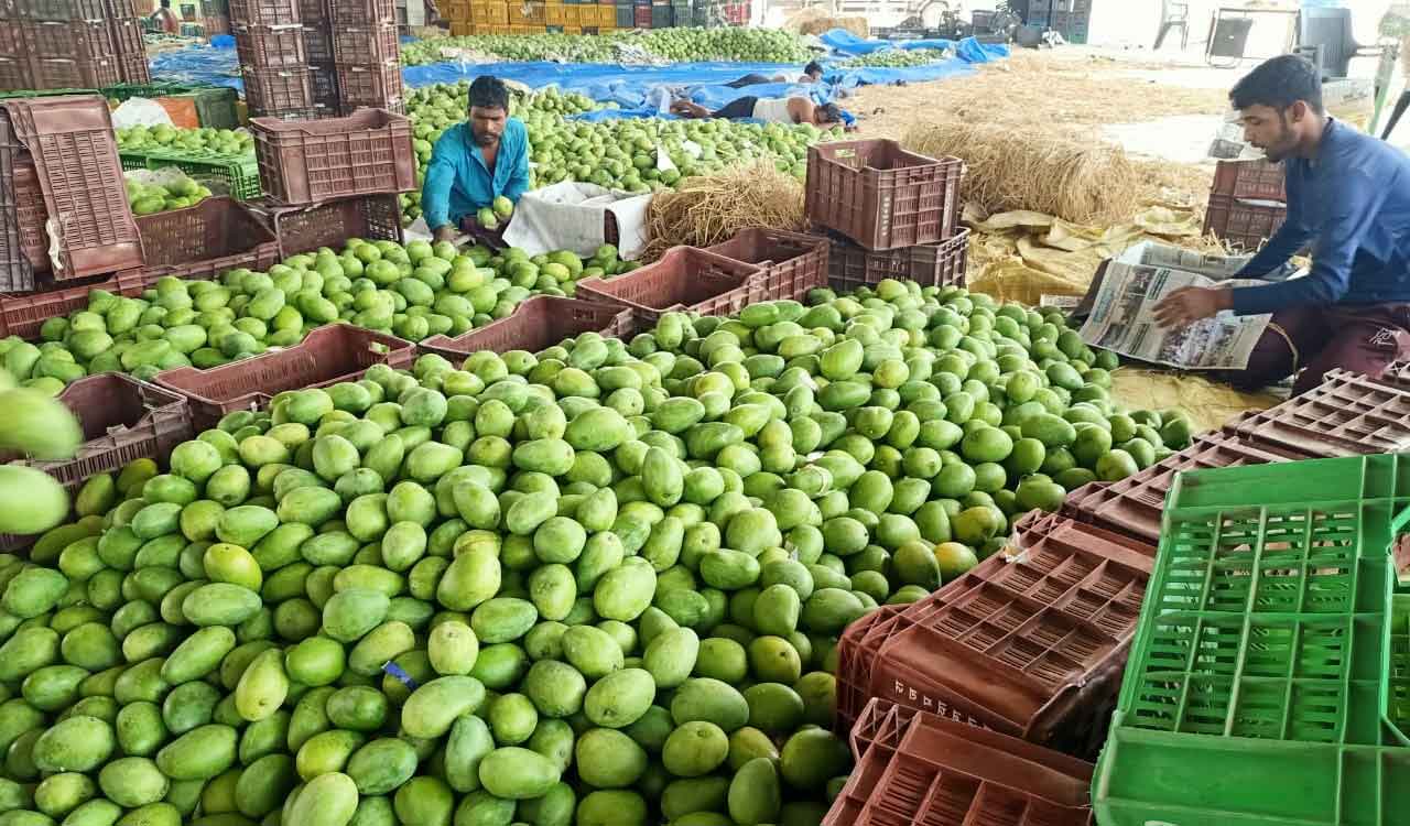 Rains, pests hit mango farmers hard in Karimnagar