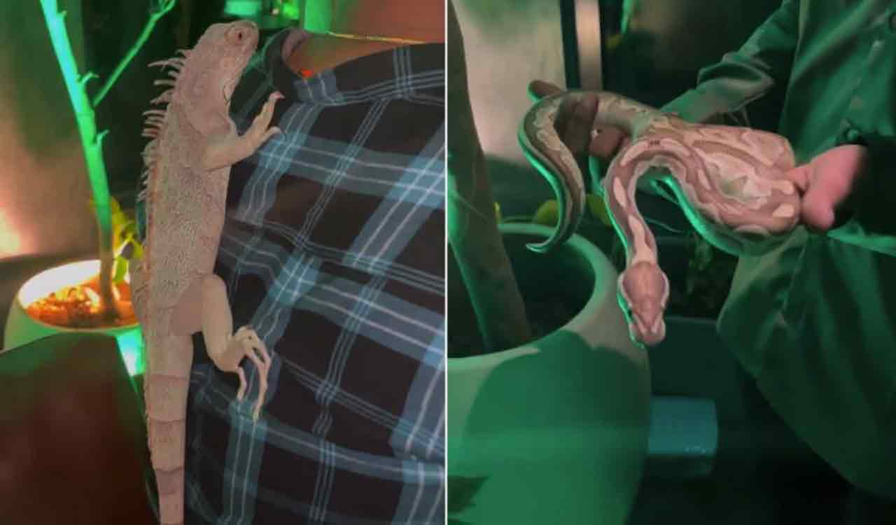Exotic animals displayed at pub: Forest dept officials detain seven persons in Hyderabad