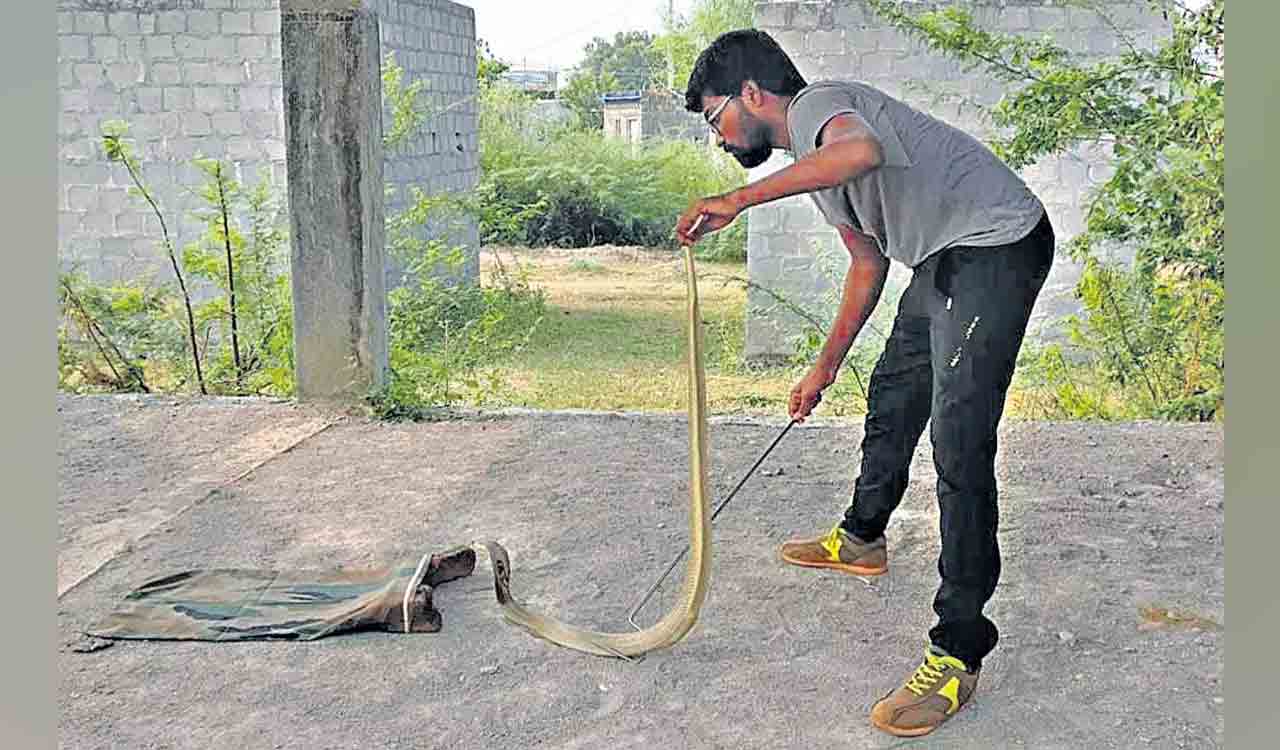 Hyderabad: Volunteers help snakes stay safe