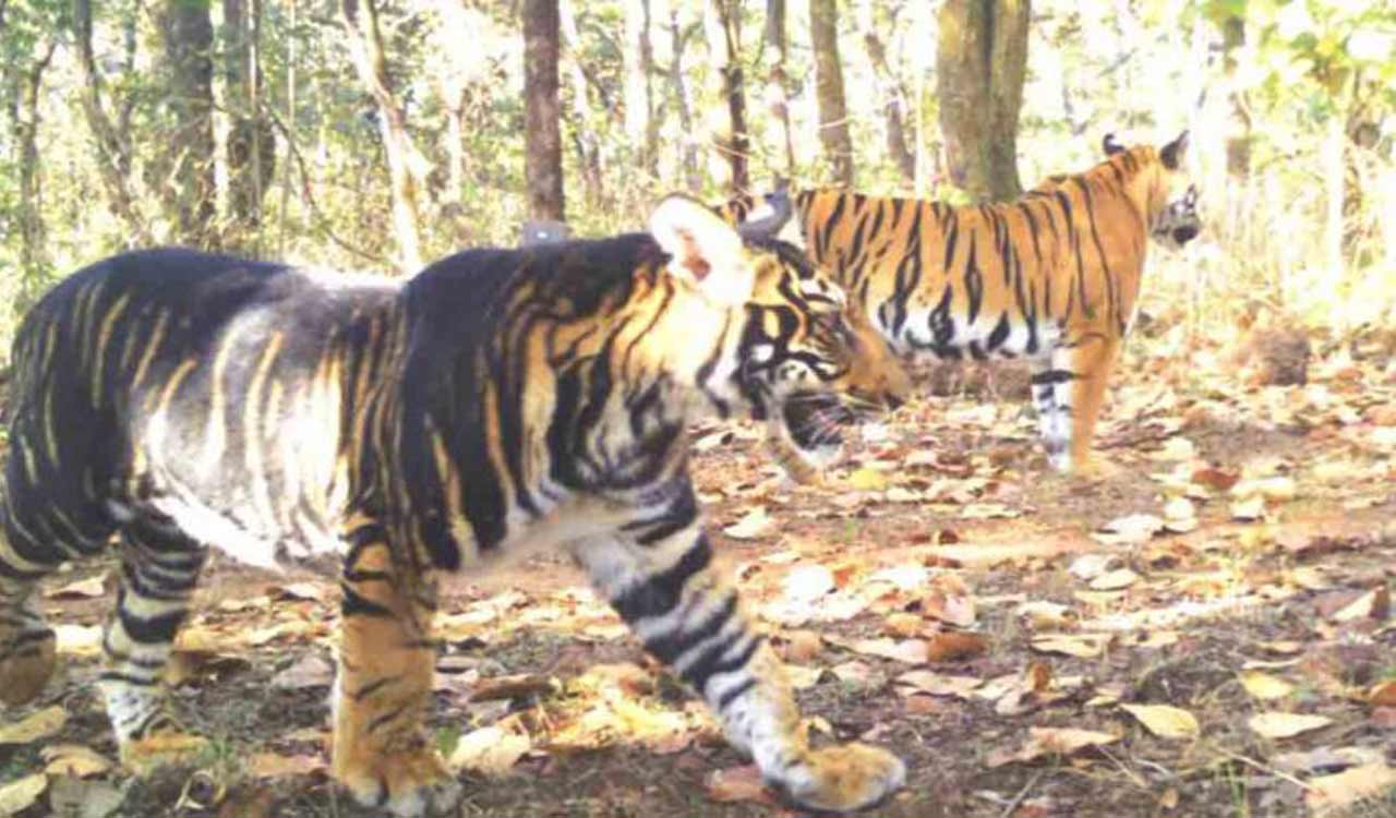 Rare black tiger found dead in Odisha’s Similipal Reserve