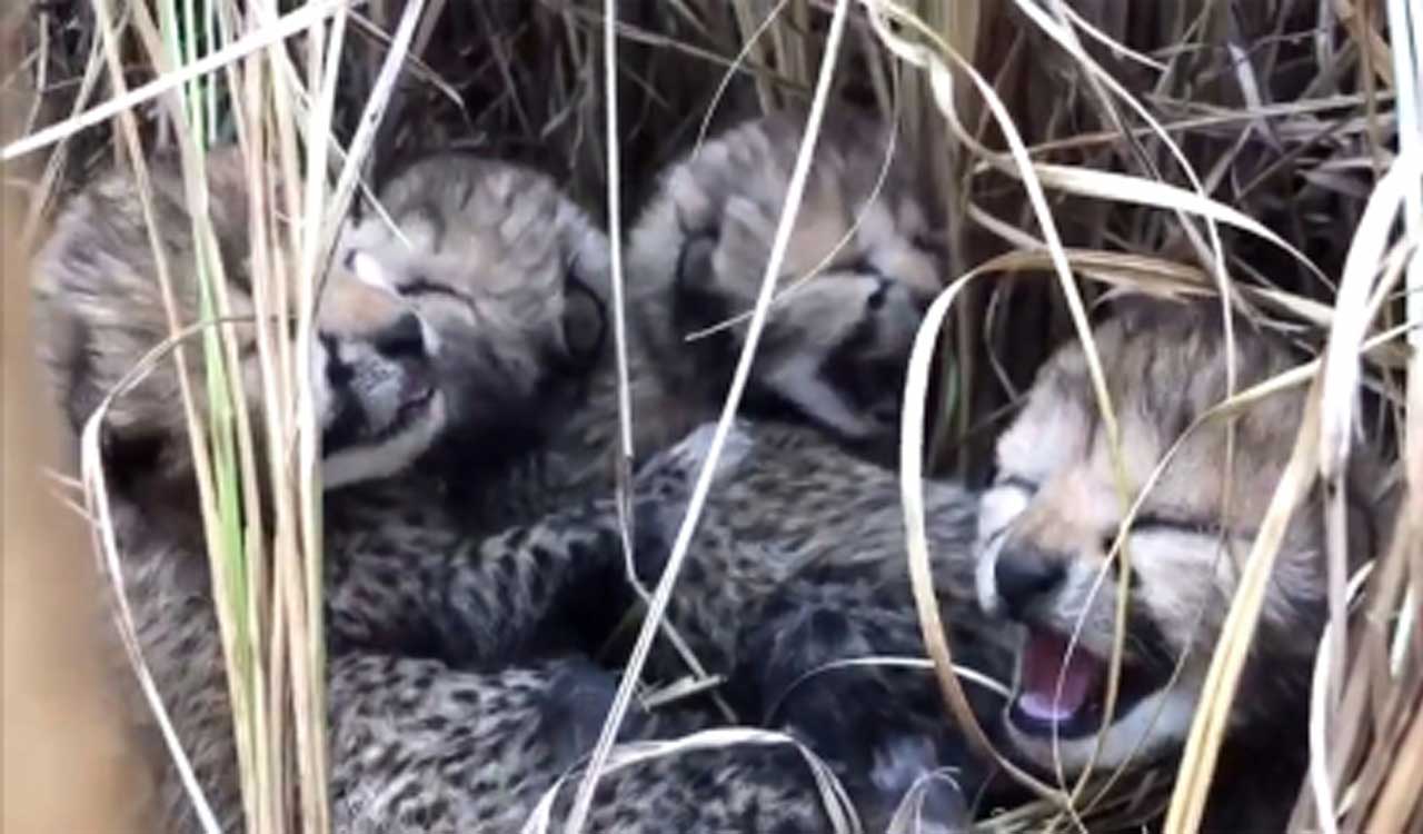 Female cheetah cub dies at Kuno National Park, fourth death in two months