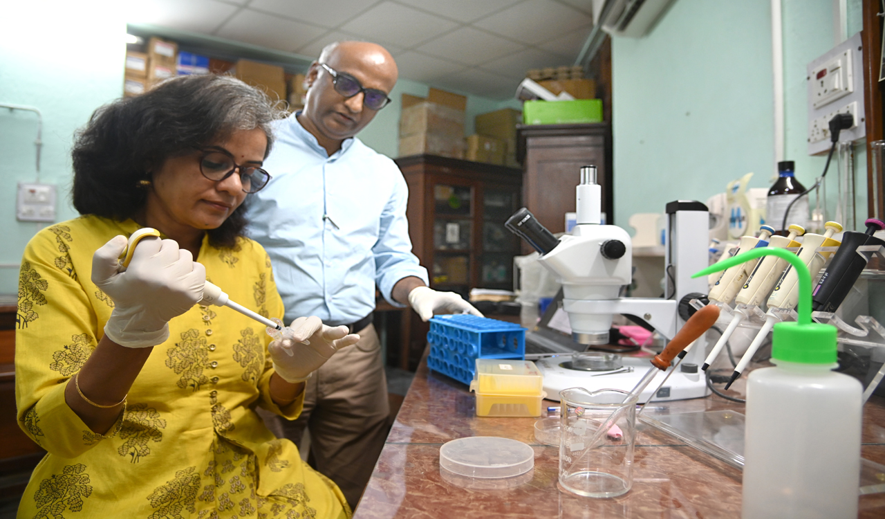 The Bat Family of Hyderabad