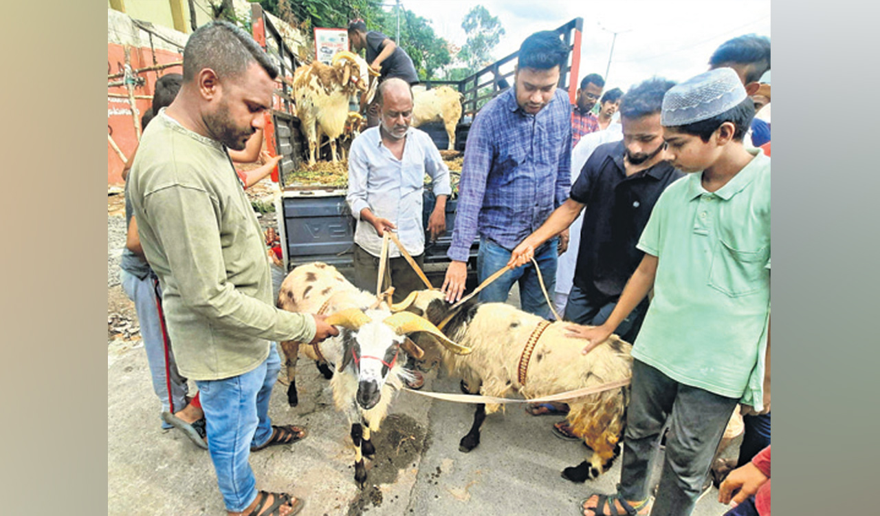 Hyderabad sees rise in arrival of cattle ahead of Bakrid