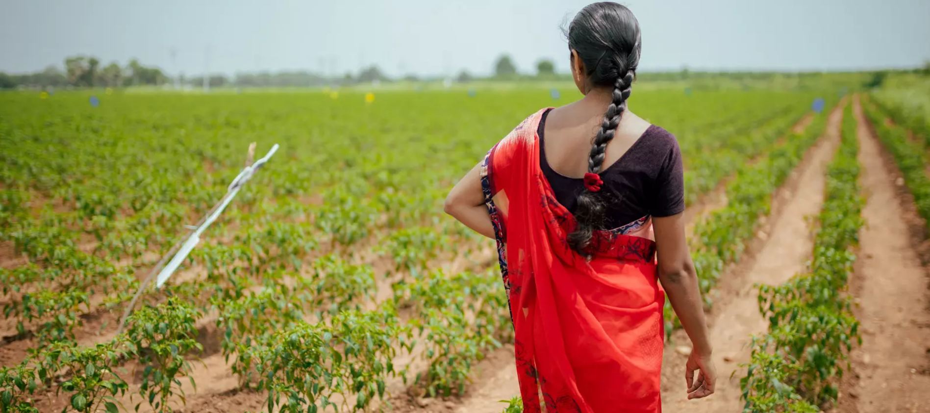 Telangana’s agritech success: A model for agricultural transformation, says World Economic Forum report