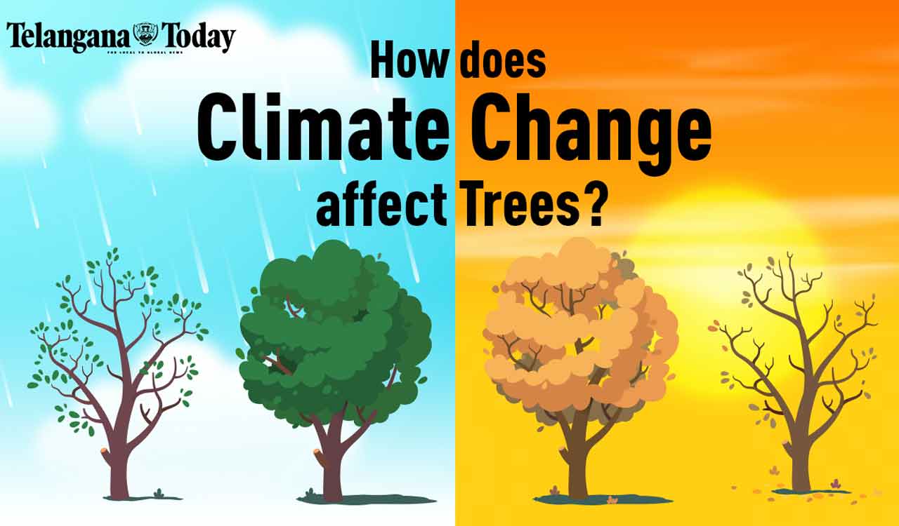 Climate Change Affecting Trees: Strength And Span