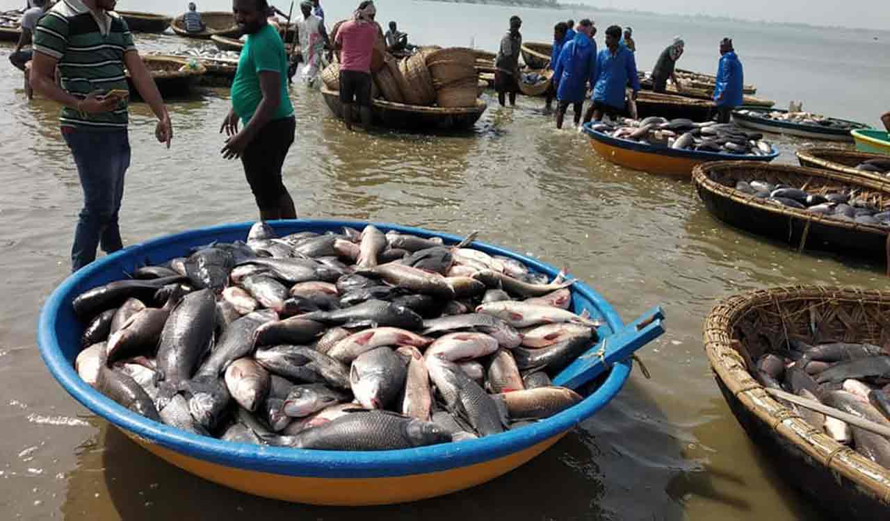 Fish prices remain stable in Nalgonda