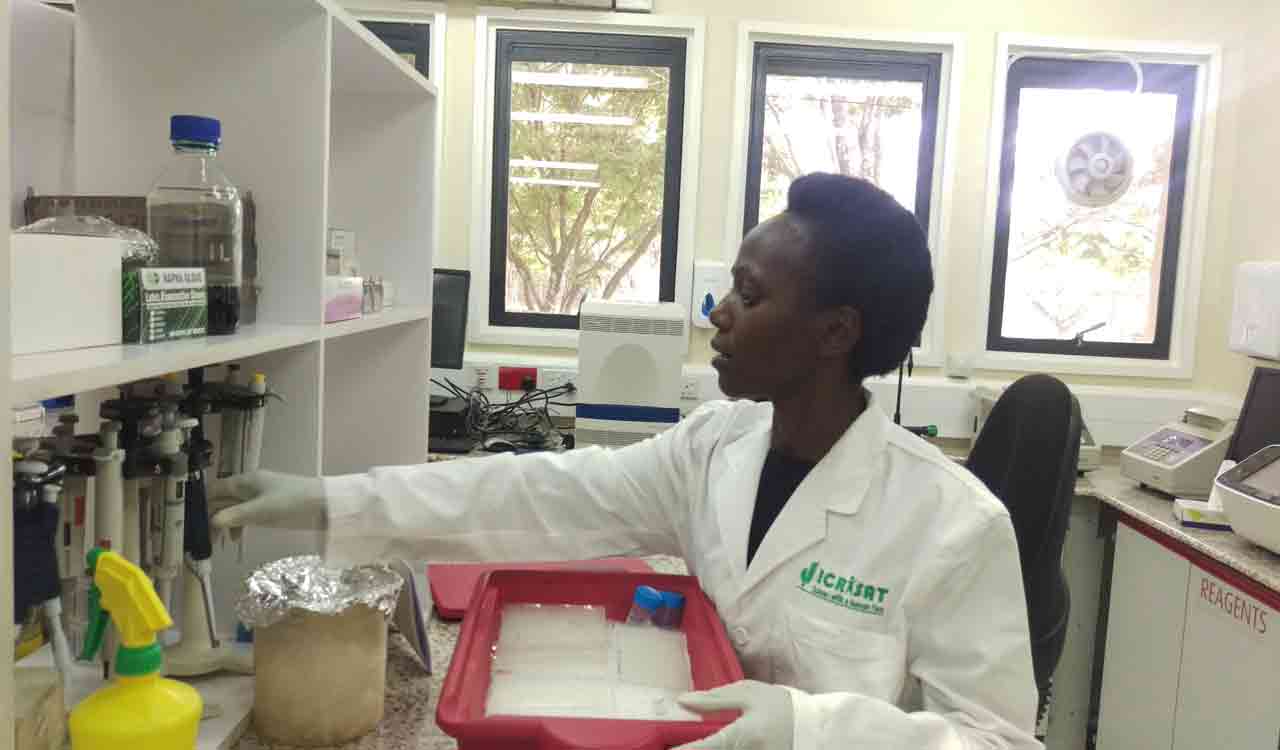 Finger millet genome unveiled: Offers hope for breeders, enhanced food security in drylands