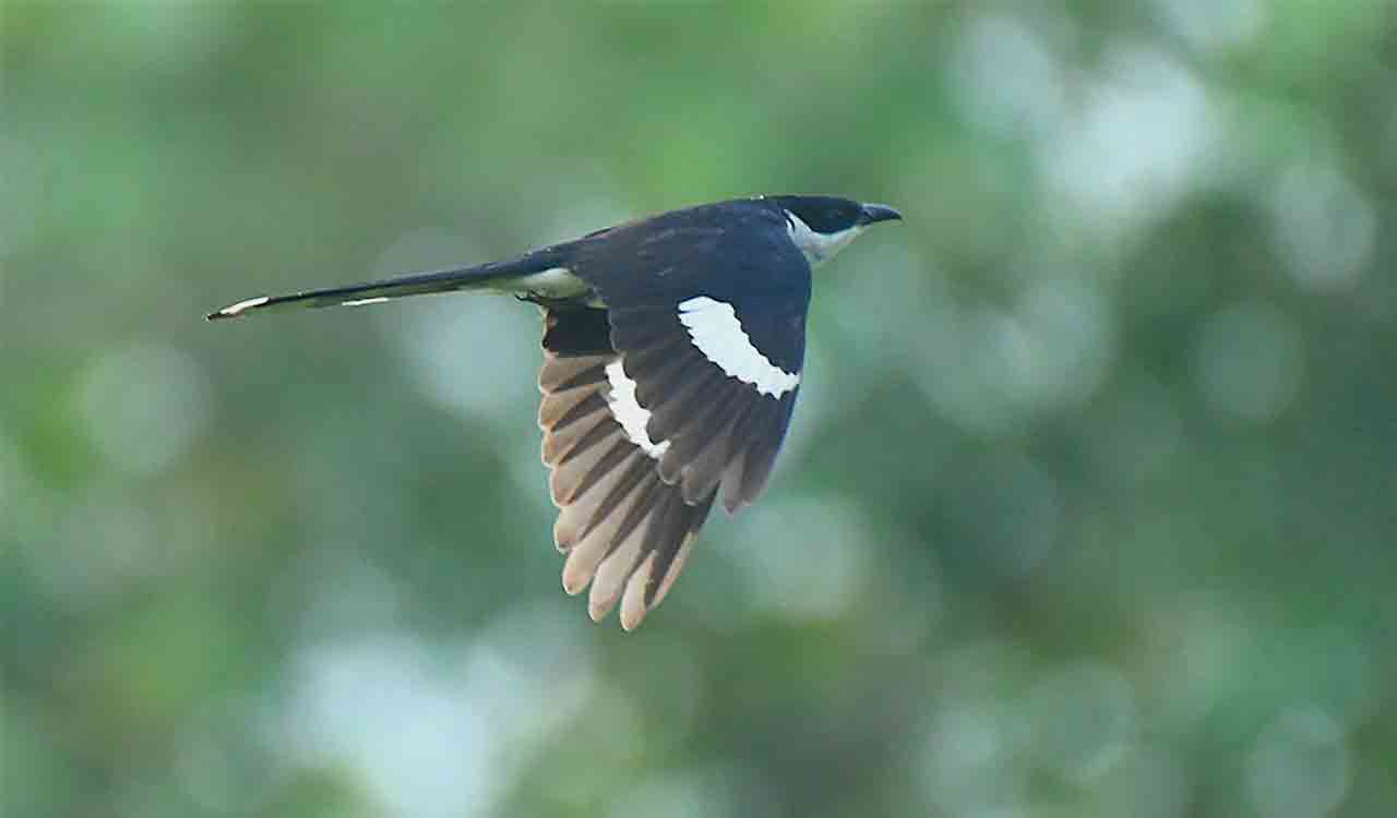 Jacobin cuckoo, harbinger of monsoon, sighted in Asifabad forests