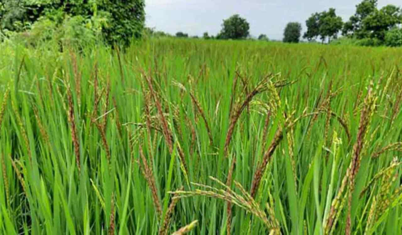 Paddy procurement in Telangana crosses 58 lakh tonne mark