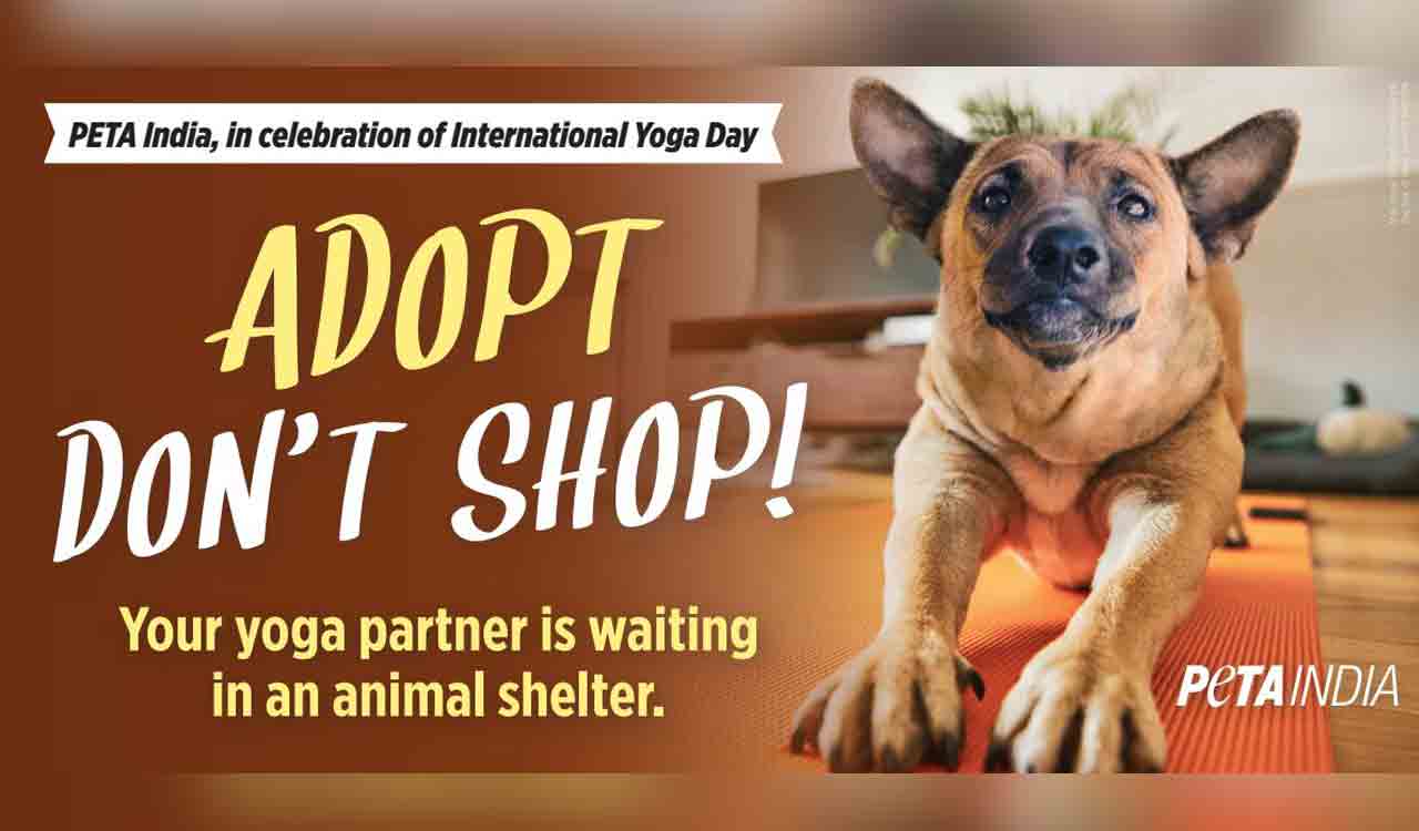 PETA places billboards for International Yoga Day