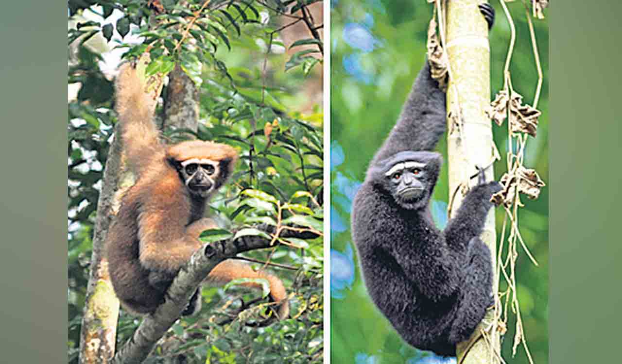CCMB study throws light on genetic diversity of primates