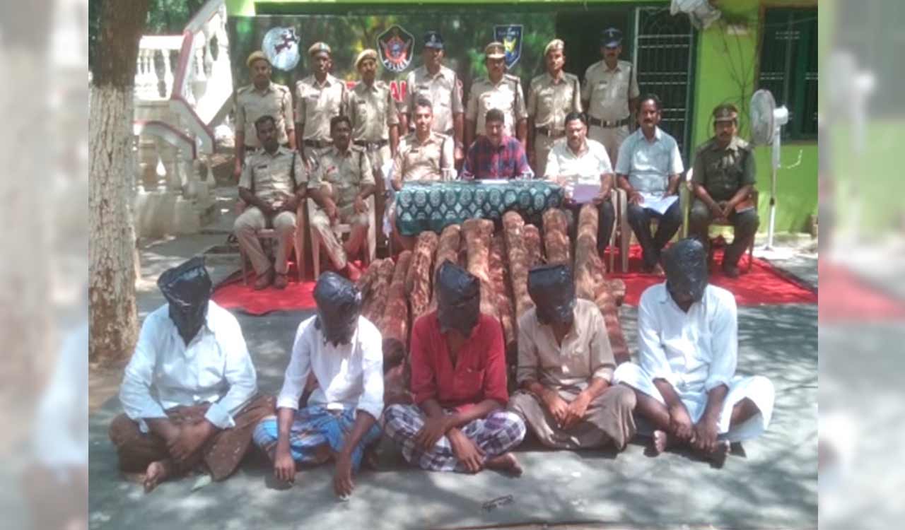 Andhra Pradesh: 62 red sandalwood logs seized in three cases, five arrested