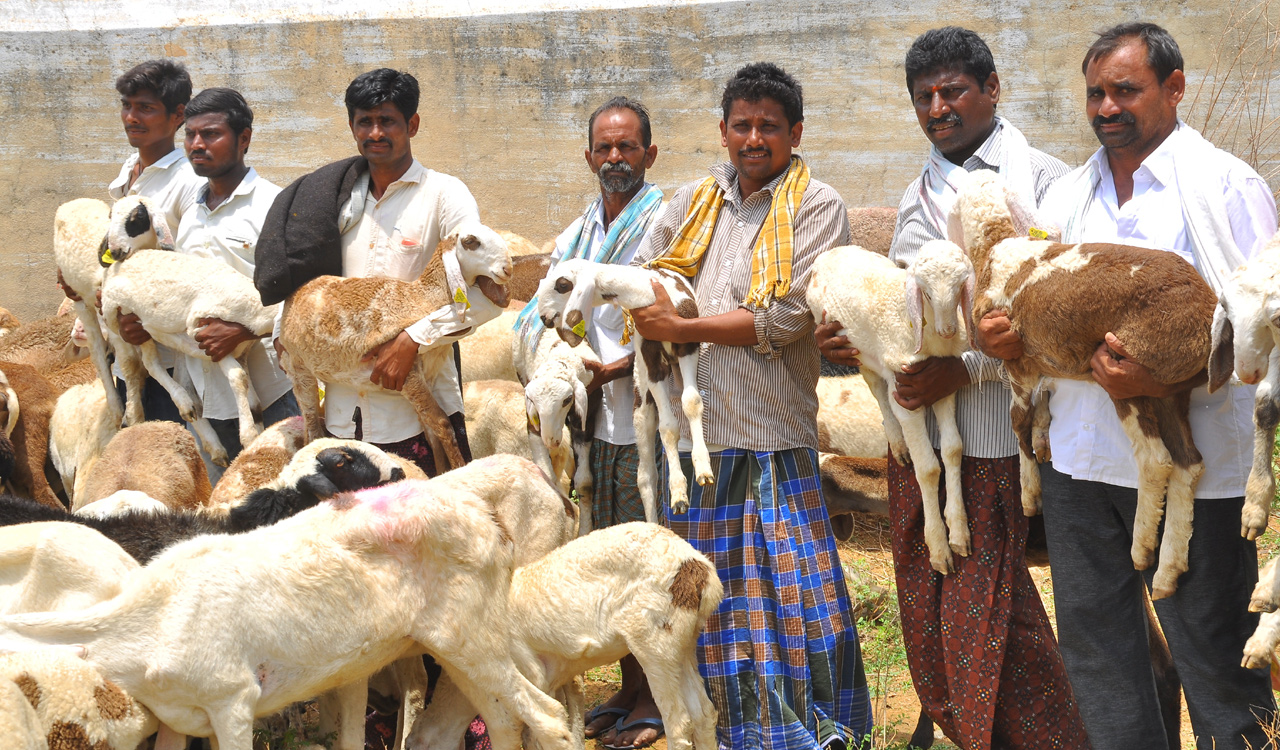 Nearly 16K units of sheep to be distributed in erstwhile Adilabad