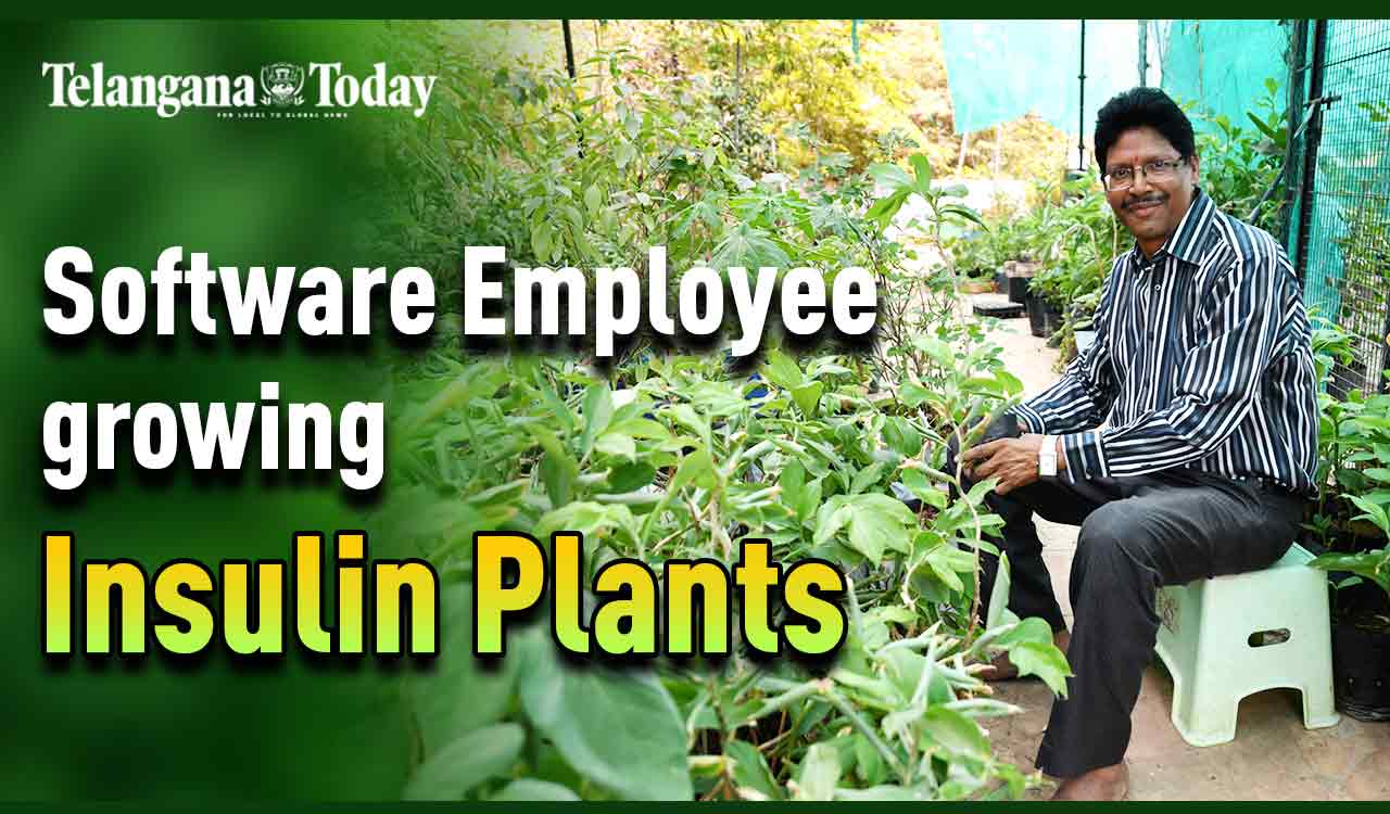 Suffering From Diabetes? Insulin Plants Might Be Your Remedy