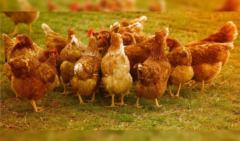 Chicken
