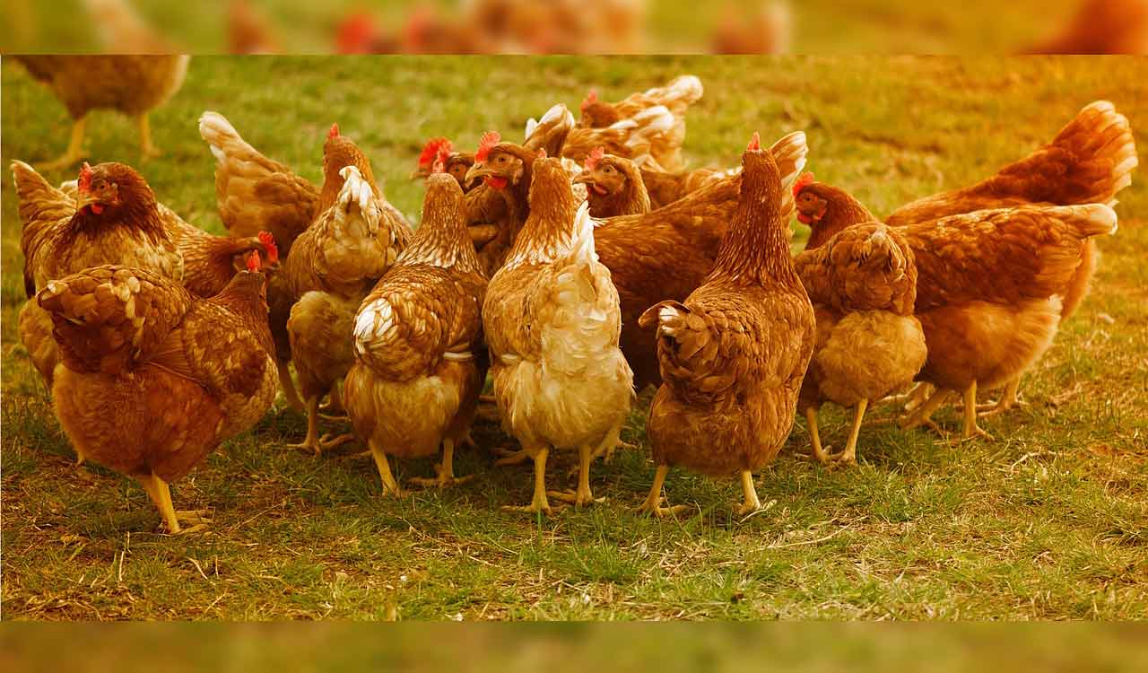 Summer Impact: Chicken prices skyrocket in Warangal