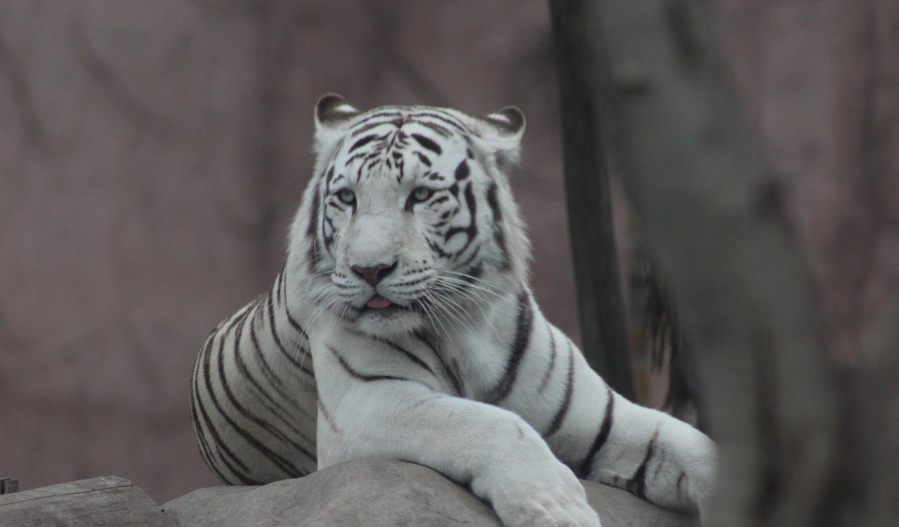 Watch: White tigress Raksha gives birth to 3 cubs, zoo authority ...